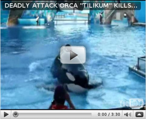 attack whale killer footage 2010